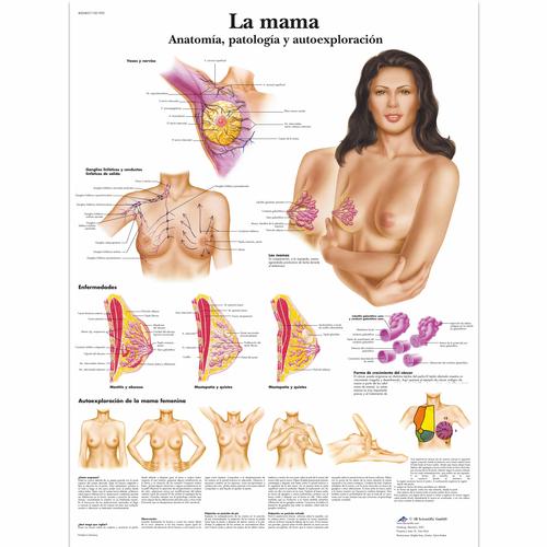 Lehrtafel - La mama - Anatomía, patología y autoexploración, 4006867 [VR3556UU], Gynäkologie