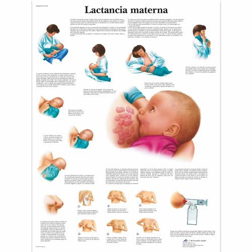Lactancia materna, 4006868 [VR3557UU], Terhesség és szülés