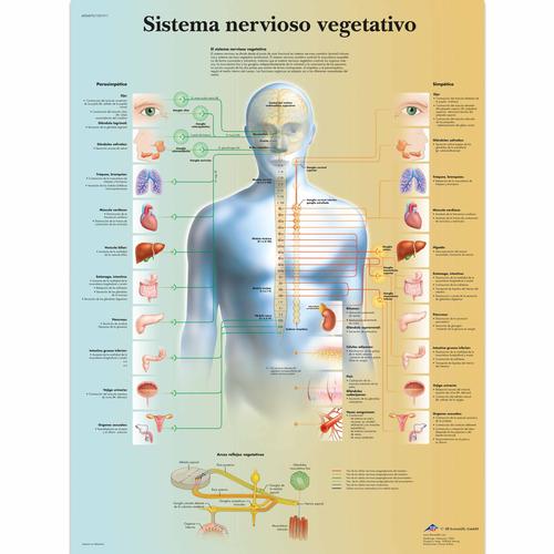 Sistema nervioso vegetativo, 1001911 [VR3610L], Brain and Nervous system
