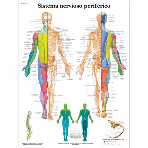 Lehrtafel - Sistema nervioso perif&eacute;rico, 4006873 [VR3621UU], Gehirn und Nervensystem