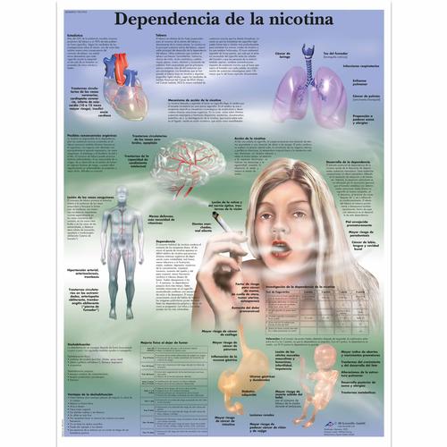 Dependencia de la nicotina, 1001955 [VR3793L], Dohányzással kapcsolatos oktatás