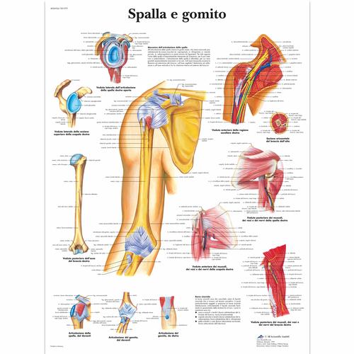 Spalla e gomito, 4006904 [VR4170UU], Skeletal System