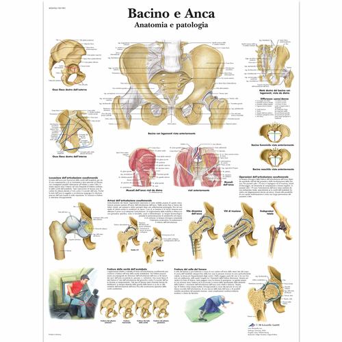 Bacino e Anca - Anatomia e patologia, 1001983 [VR4172L], Csontrendszer