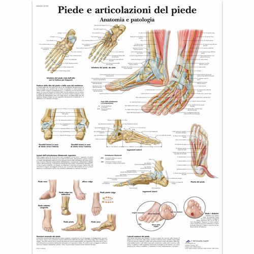 Lehrtafel - Piede e articolazione del piede, 1001987 [VR4176L], Skelettsystem