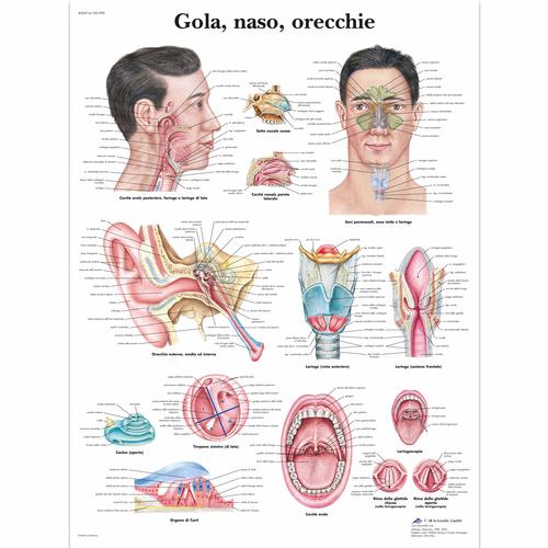 Gola, naso, orecchie, 4006914 [VR4247UU], Ear, Nose and Throat (ENT)