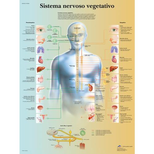 Sistema nervoso vegetativo, 1002083 [VR4610L], Cerebro y sistema nervioso