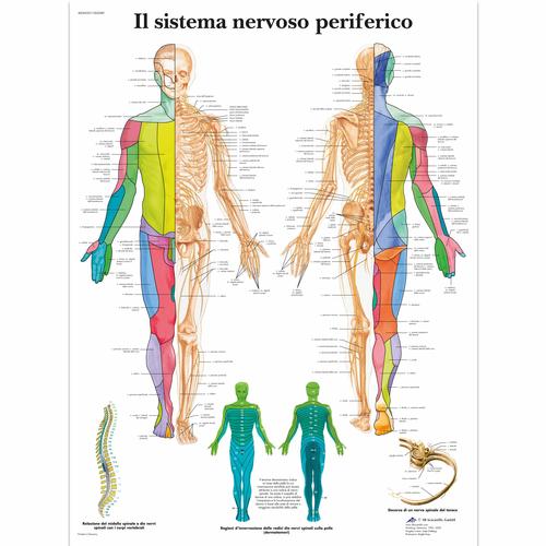 Il sistema nervoso periferico, 1002089 [VR4621L], Cerebro y sistema nervioso