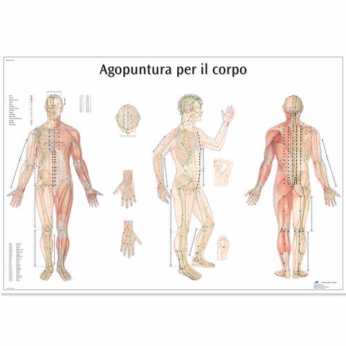 Agopuntura per il corpo, 1002133 [VR4820L], Modelli