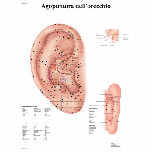 Agopuntura dell'orecchio, 4006983 [VR4821UU], Modelli