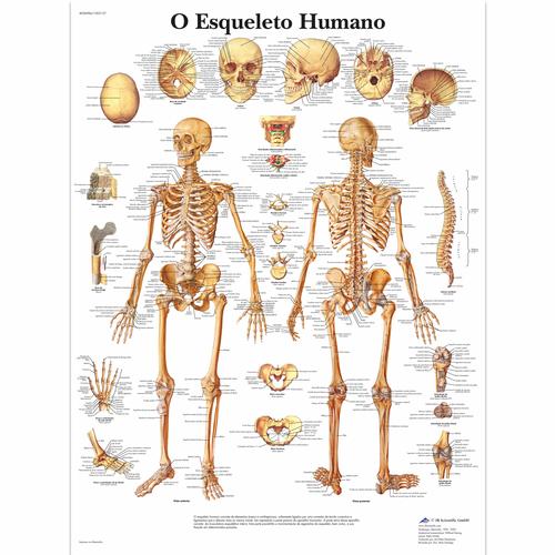 O Esqueleto Humano, 4006984 [VR5113UU], Sistema Esquelético