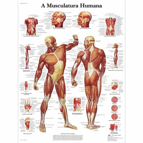 A Musculatura Humana, 50x67 cm, Laminado, 1002139 [VR5118L], Muscle