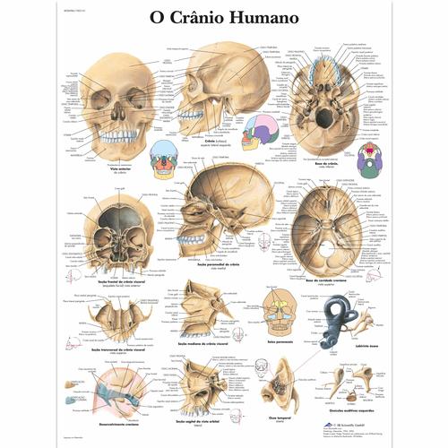 O Crânio Humano, 1002141 [VR5131L], Skelettsystem