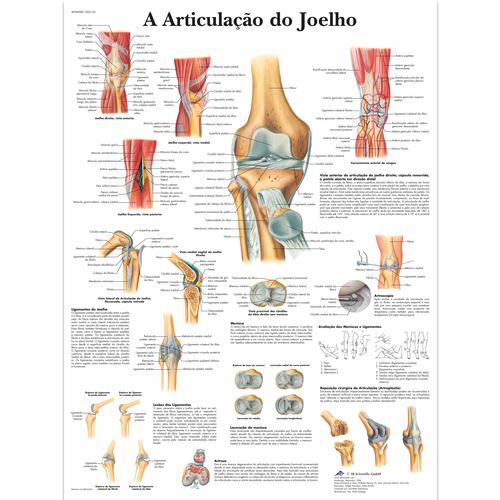 A Articulacao do Joelho, 50x67 cm, Versao Papel, 4006988 [VR5174UU], 骨骼系统