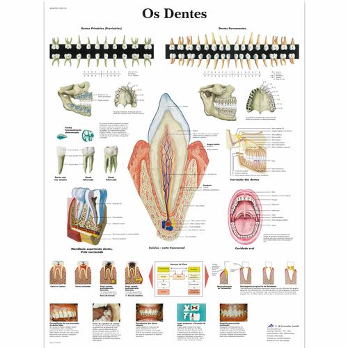 Os Dentes, 50x67 cm, Versão Papel, 4006992 [VR5263UU], Dentes