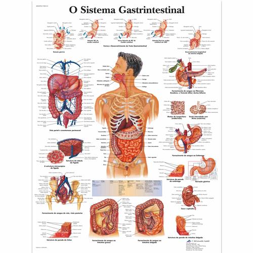 O sistema Gastro-intestinal, 50x67 cm, Laminado, 1002161 [VR5422L], Sistema digestivo