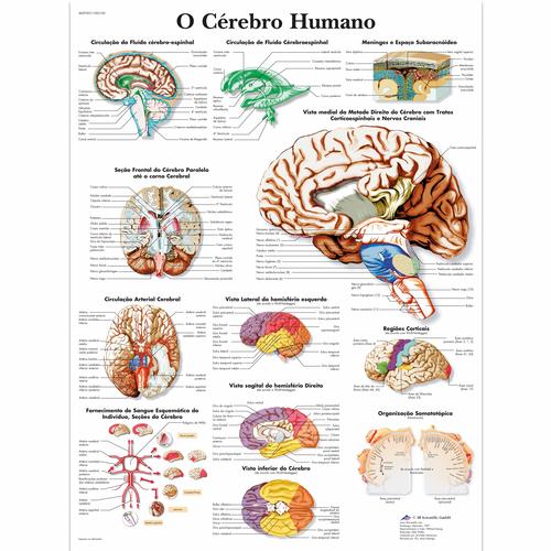 O cerebro humano, 50x67 cm, Laminado, 1002183 [VR5615L], 大脑和神经系统