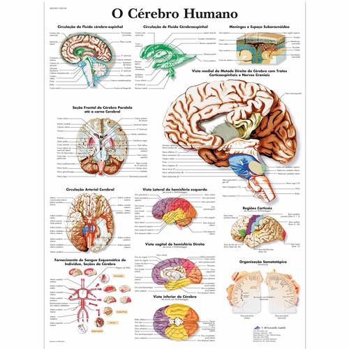 O cerebro humano, 50x67 cm, Versao Papel, 4007007 [VR5615UU], Agy &eacute;s idegrendszer