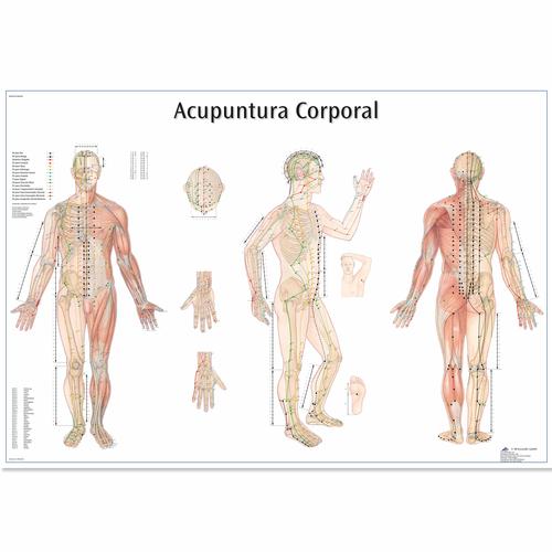 Acupuntura Corporal, 4007019 [VR5820UU], Acupuncture Charts and Models