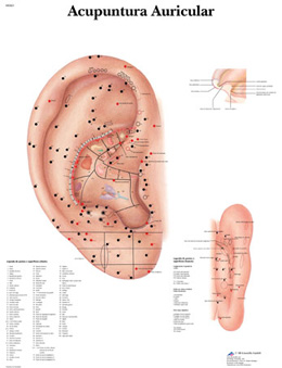 Ear Acupuncture - portuguese, 1002209 [VR5821L], Modellek