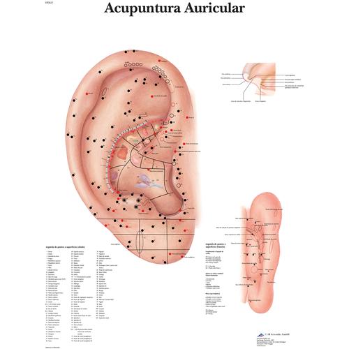 Ear Acupuncture - portuguese, 1002209 [VR5821L], 模型