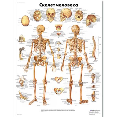 Медицинский плакат "Скелет человека", 1002211 [VR6113L], Sistema Scheletrico
