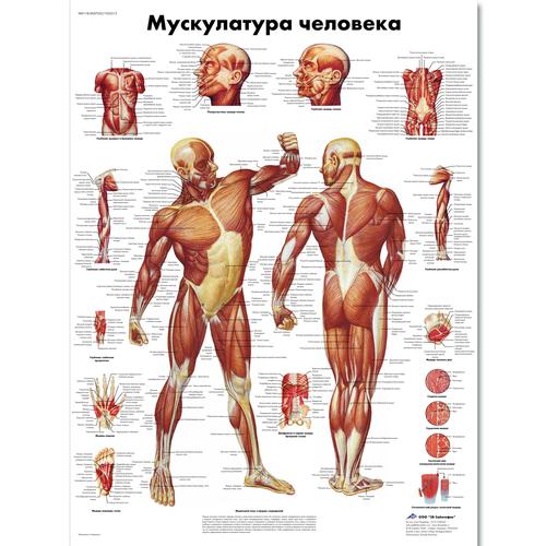 Медицинский плакат "Мускулатура человека", 1002213 [VR6118L], Músculo
