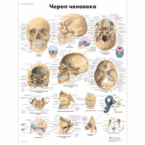 Анатомический плакат "Череп человека", 1002221 [VR6131L], Плакаты по опорно-двигательному аппарату человека