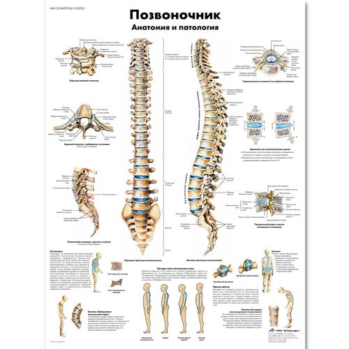 Медицинский плакат "Позвоночник человека", 1002222 [VR6152L], système Squelettique