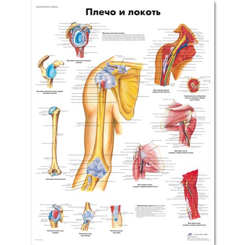 Медицинский плакат "Плечо и локоть", 1002224 [VR6170L], Плакаты по опорно-двигательному аппарату человека