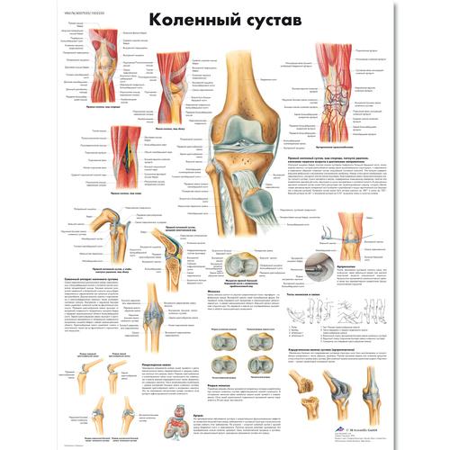 Медицинский плакат "Коленный сустав", 1002230 [VR6174L], Sistema Scheletrico
