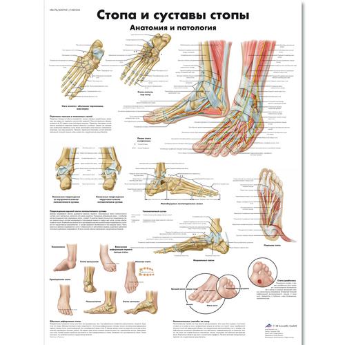 Медицинский плакат "Стопа и суставы стопы, анатомия и патология", 1002232 [VR6176L], Sistema Scheletrico
