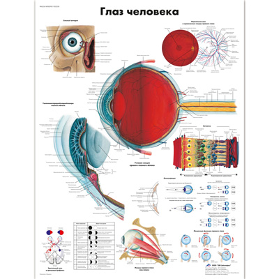 Медицинский плакат "Глаз человека", 1002238 [VR6226L], Плакаты по глазам (офтальмология)