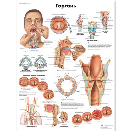 Медицинский плакат "Гортань", 1002243 [VR6248L], organes de la parole
