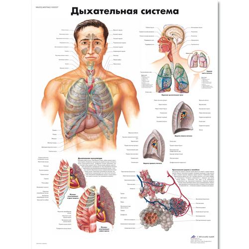 Медицинский плакат "Дыхательная система", 1002257 [VR6322L], Плакаты по дыхательной системе человека