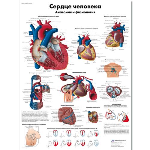Медицинский плакат "Сердце человека, анатомия и физиология", 1002264 [VR6334L], Sistema Cardiovascular