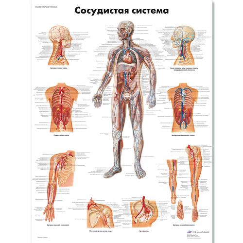 Медицинский плакат "Сосудистая система человека", 1002270 [VR6353L], Système circulatoire
