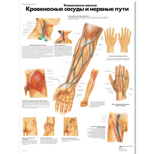 Медицинский плакат "Клинически важные кровеносные сосуды и нервные пути", 1002272 [VR6359L], Плакаты по кардиоваскулярной системе
