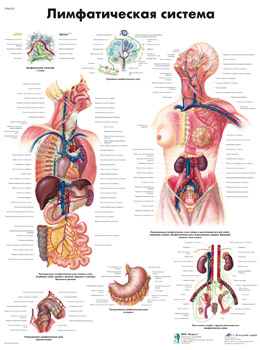 Медицинский плакат "Лимфатическая система", 1002282 [VR6392L], Sistema linfático
