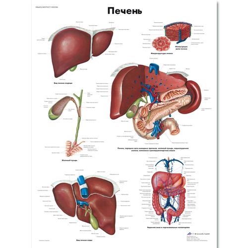 Медицинский плакат "Печень человека", 1002286 [VR6425L], Плакаты по метаболической системе