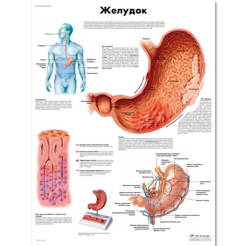 Медицинский плакат "Желудок человека", 1002288 [VR6426L], Système digestif
