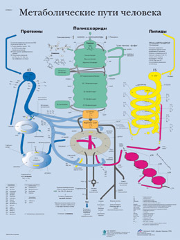 Медицинский плакат "Метаболические пути человека", 1002298 [VR6451L], Плакаты по клеткам и тканям человека