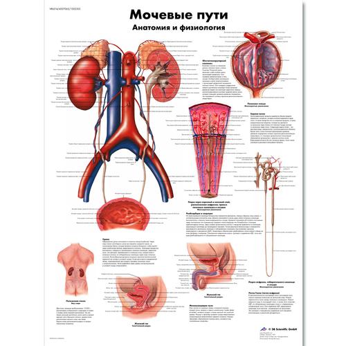 Медицинский плакат "Мочевые пути, анатомия и физиология", 1002303 [VR6514L], Système urinaire