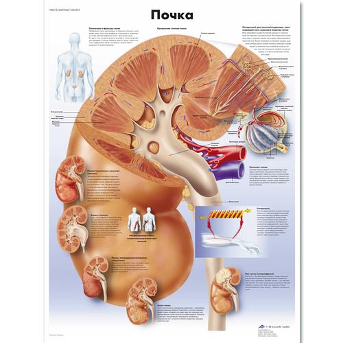 Медицинский плакат "Почка человека", 1002305 [VR6515L], Sistema metabólico