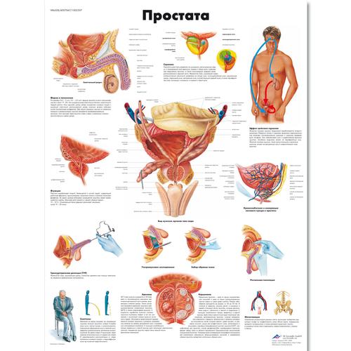 The Prostate Gland Chart, 1002307 [VR6528L], 泌尿系统