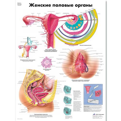 Медицинский плакат "Женские половые органы", 1002309 [VR6532L], Плакаты по гинекологии