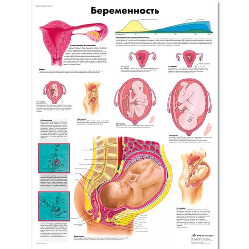 Медицинский плакат "Беременность", 1002313 [VR6554L], Schwangerschaft und Geburt
