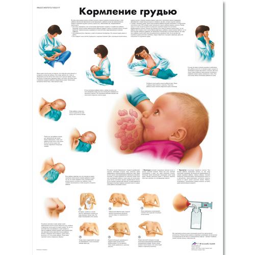 Медицинский плакат "Кормление грудью", 1002319 [VR6557L], Плакаты по беременности и родам