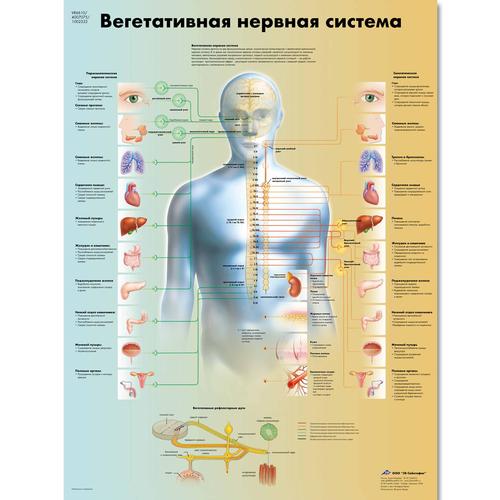 Медицинский плакат "Вегетативная нервная система", 1002323 [VR6610L], Gehirn und Nervensystem
