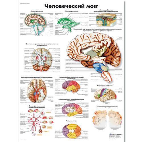 Human Brain Chart, 1002325 [VR6615L], Brain and Nervous system