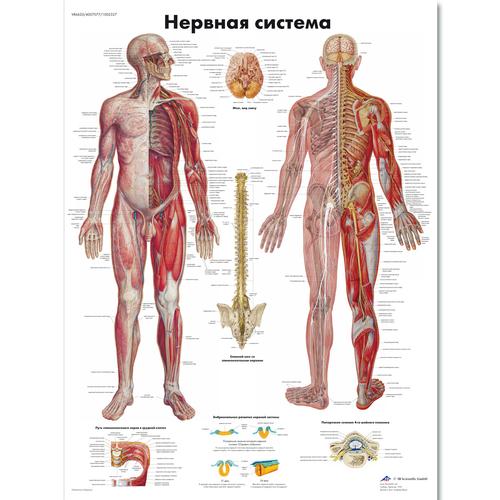 Nervous System Chart, 1002327 [VR6620L], Brain and Nervous system